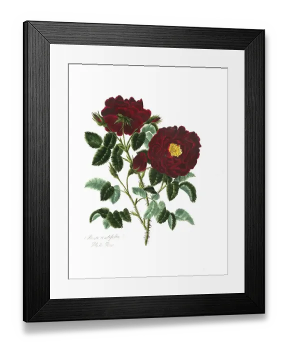 Framed Print : Rosa centifolia, Rose, Old rose Framed Print : Rosa centifolia, Rose, Old rose