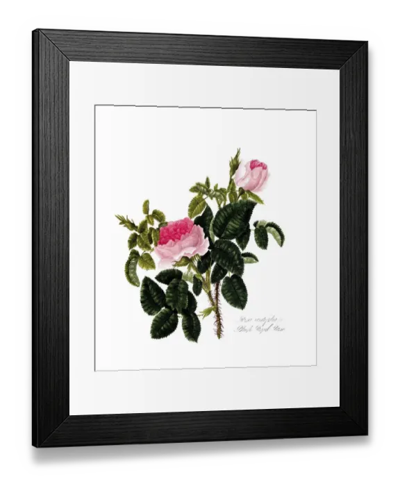 Framed Print : Rosa centifolia, Rose, Old rose