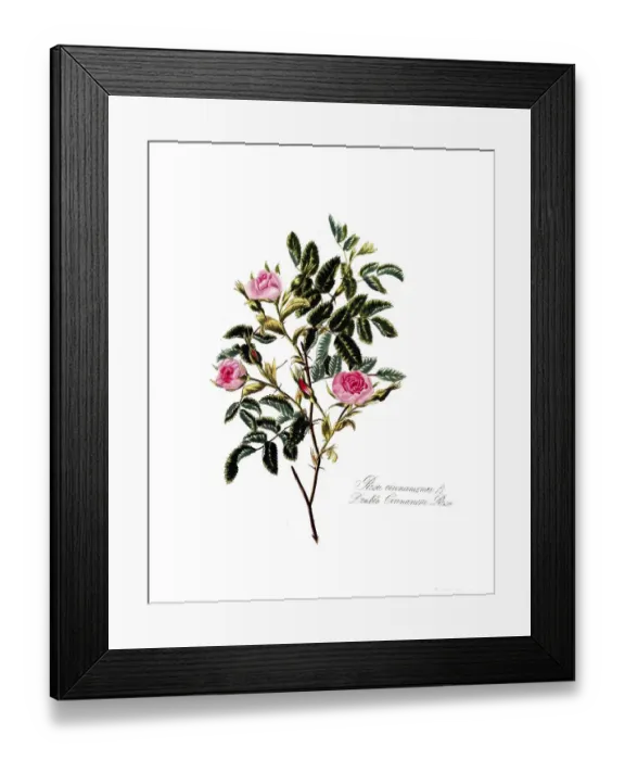 Framed Print : Rosa cinnamomea, Rose, Old rose
