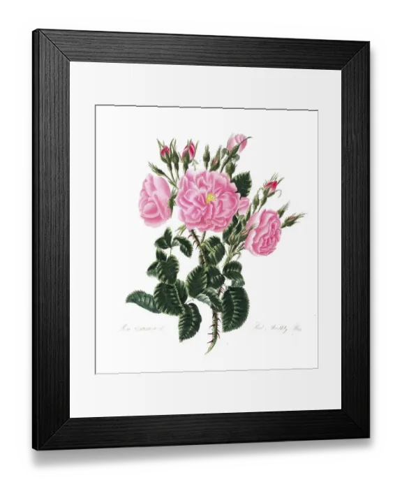 Framed Print : Rosa damascena, Rose, Historic rose
