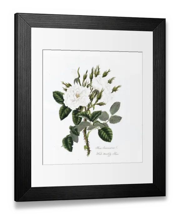 Framed Print : Rosa damascena, Rose, Historic rose