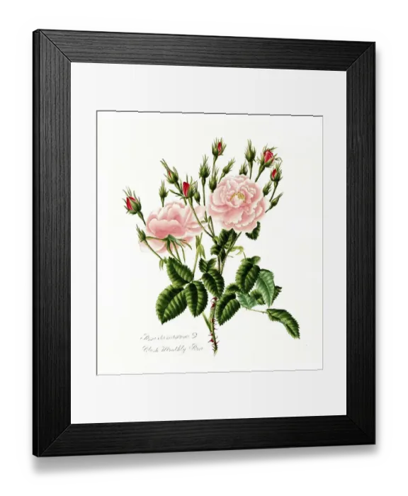 Framed Print : Rosa damascena, Rose, Historic rose