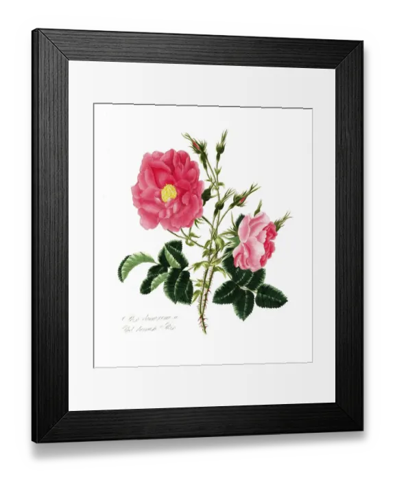 Framed Print : Rosa damascena, Rose, Historic rose