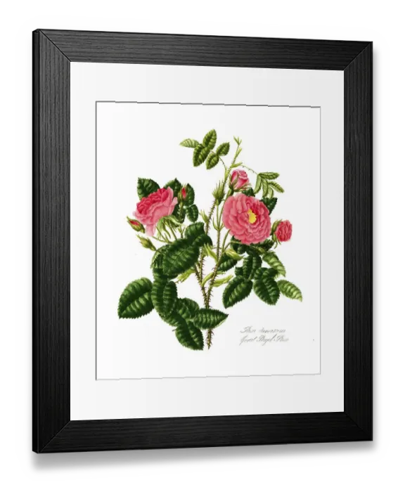 Framed Print : Rosa damscene, Great Royal Rose Framed Print : Rosa damscene, Great Royal Rose