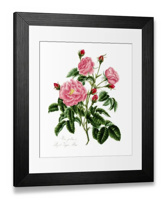 Framed Print : Rosa gallica, Rose, Historic rose