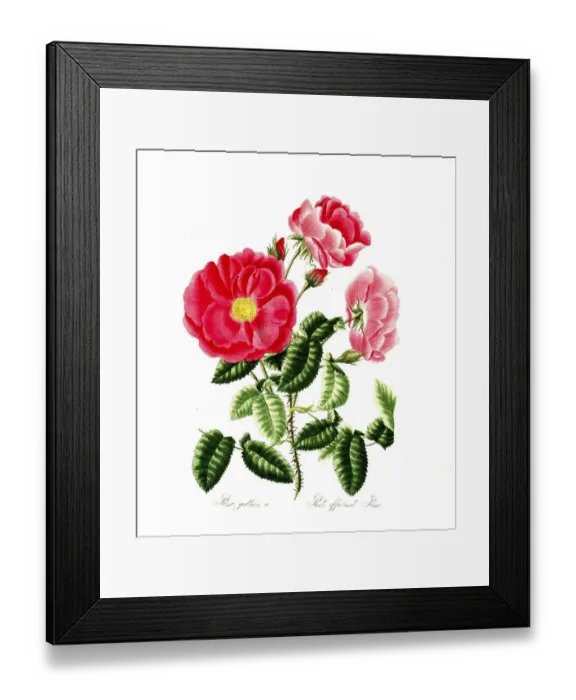 Framed Print : Rosa gallica, Rose, Historic rose