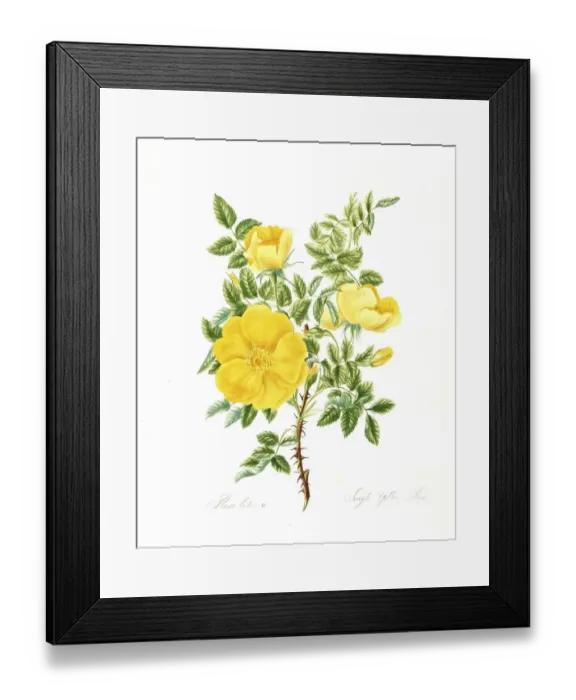 Framed Print : Rosa lutea, Rose, Historic rose Framed Print : Rosa lutea, Rose, Historic rose
