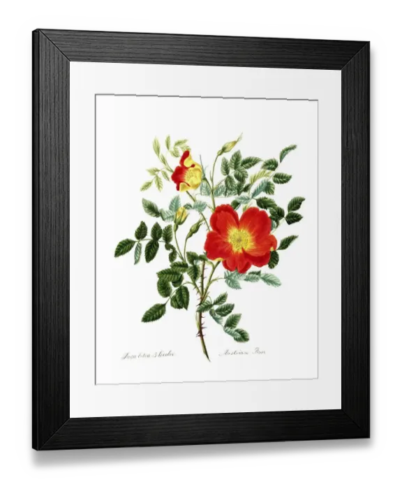 Framed Print : Rosa lutea-bicolor, Rose, Old rose Framed Print : Rosa lutea-bicolor, Rose, Old rose