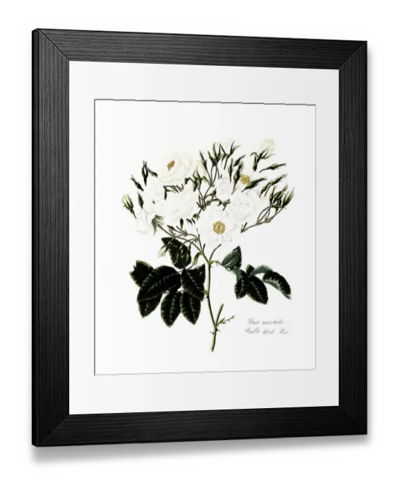 Framed Print : Rosa moschata, Rose, Historic rose