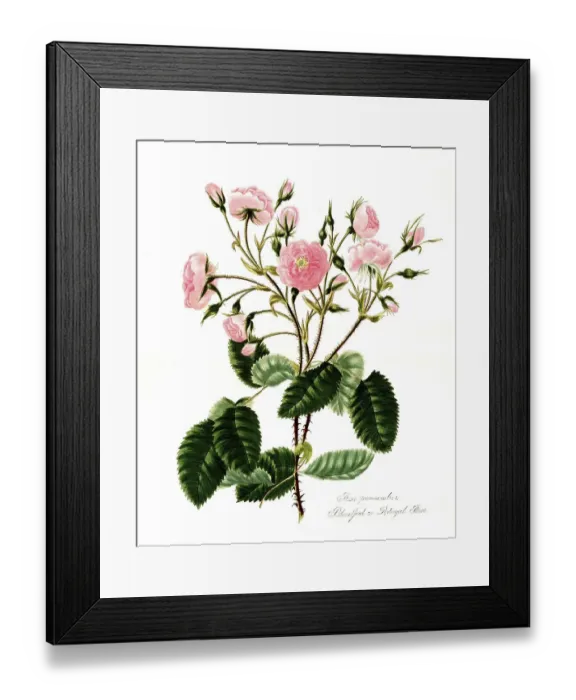 Framed Print : Rosa provincialis, Rose, Old rose