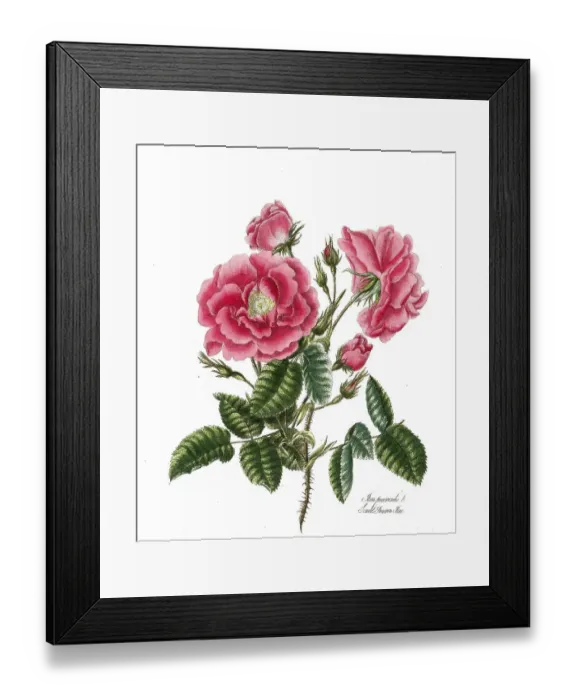 Framed Print : Rosa provincialis, Rose, Old rose Framed Print : Rosa provincialis, Rose, Old rose