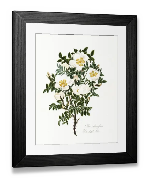 Framed Print : Rosa spinosissima, Full Scotch Rose Framed Print : Rosa spinosissima, Full Scotch Rose