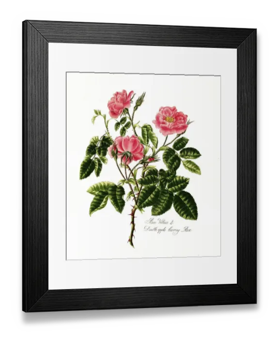 Framed Print : Rosa villosa, double apple bearing rose