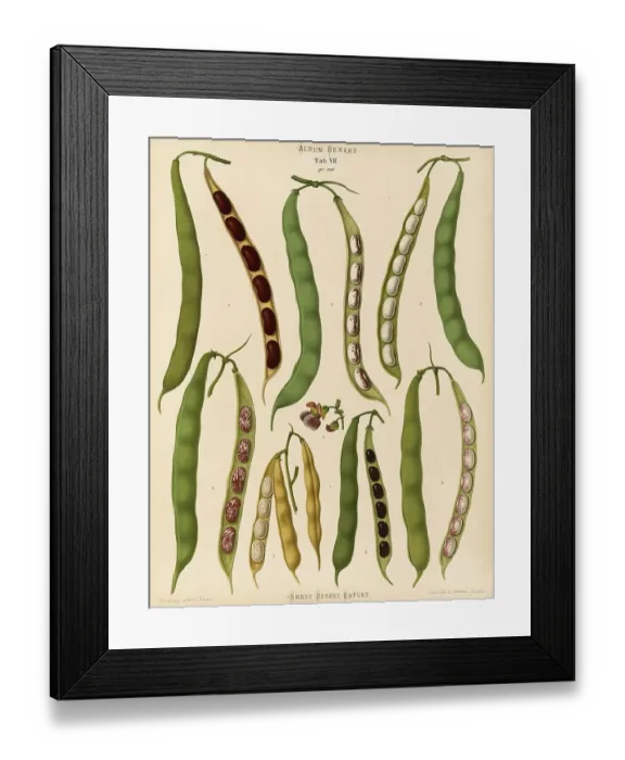 Framed Print : Vegetables, beans, dwarf beans Framed Print : Vegetables, beans, dwarf beans