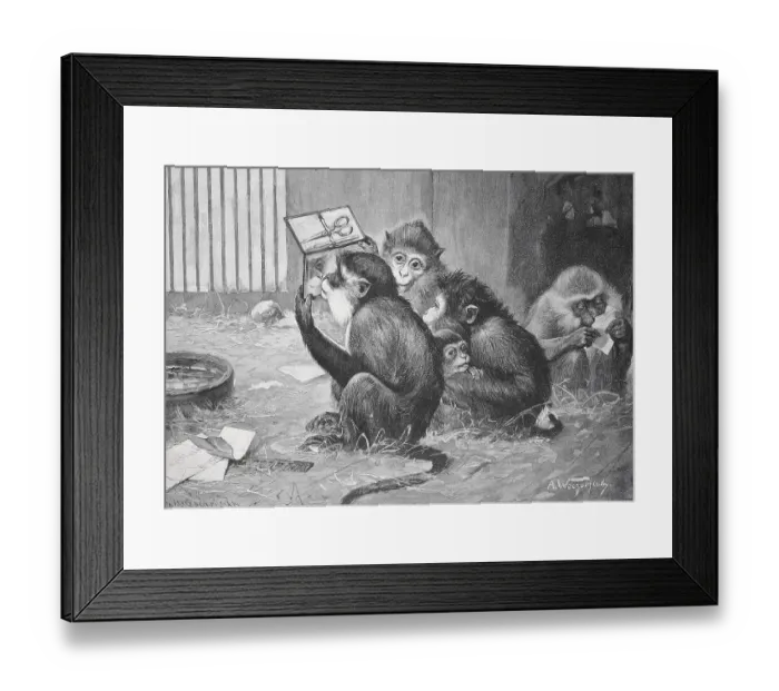Framed Print : Group of monkeys busy reading and looking at paper and a manicure set on a wooden floor
