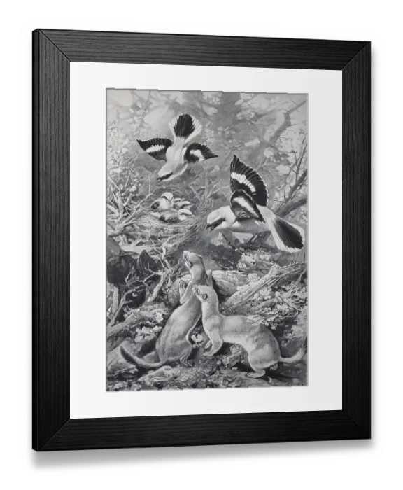 Framed Print : Great Grey Shrike protecting its young from attack by weasels Framed Print : Great Grey Shrike protecting its young from attack by weasels