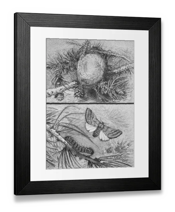 Framed Print : Pine processionary moth, Thaumetopoea pinivora