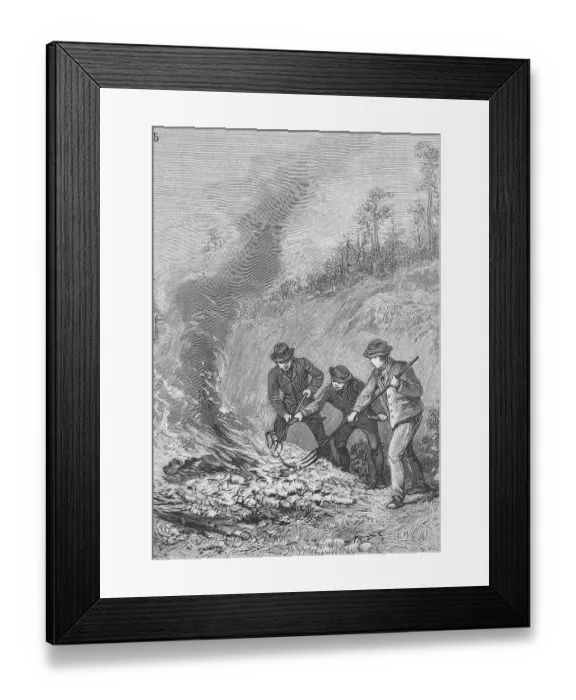 Framed Print : Pine processionary moth, Thaumetopoea pinivora Framed Print : Pine processionary moth, Thaumetopoea pinivora