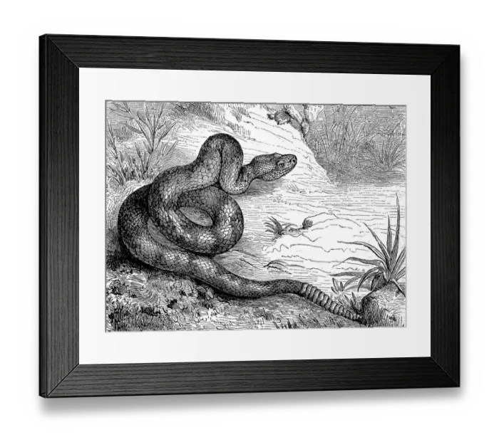 Framed Print : Texas rattlesnake, also prairie rattlesnake Framed Print : Texas rattlesnake, also prairie rattlesnake