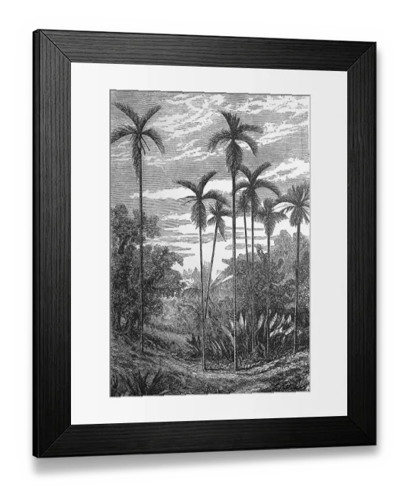 Framed Print : Betel nut palm, Areca catechu, also known as betel palm