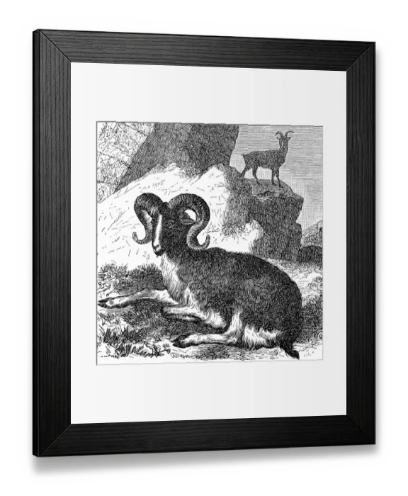Framed Print : Argali or giant wild sheep, Ovis ammon Framed Print : Argali or giant wild sheep, Ovis ammon