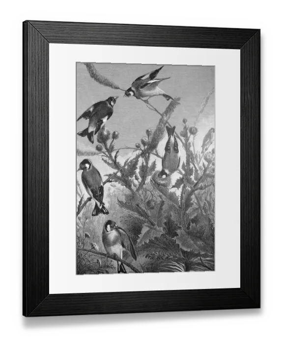 Framed Print : Goldfinch, goldfinch, Carduelis carduelis Framed Print : Goldfinch, goldfinch, Carduelis carduelis
