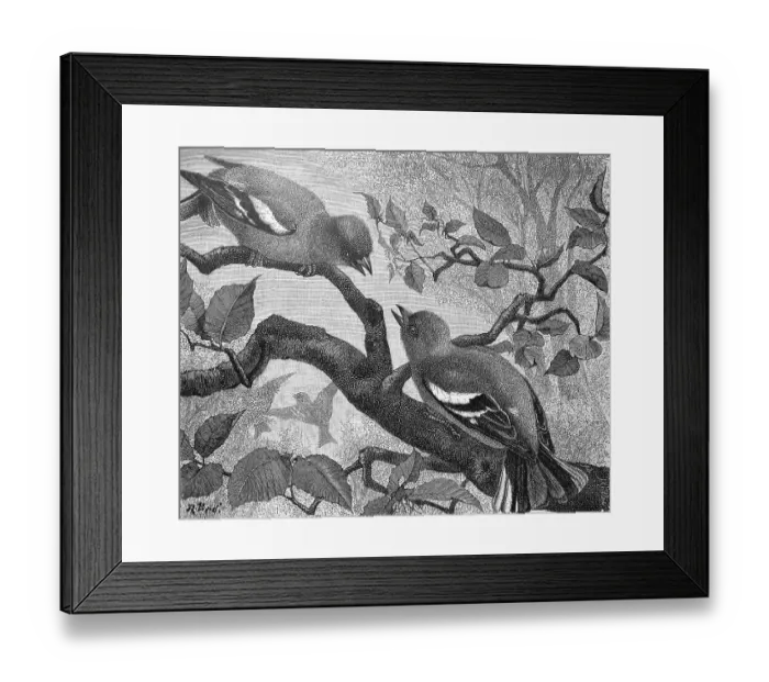Framed Print : Chaffinch, Fringilla coelebs, illustration from 1890 Framed Print : Chaffinch, Fringilla coelebs, illustration from 1890