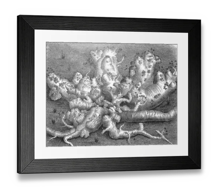 Framed Print : Stemless baobab tree, Adansonia digitata