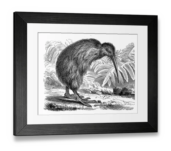 Framed Print : Southern striped kiwi, striped kiwi