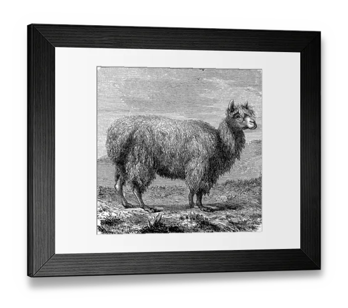 Framed Print : Alpaca, Vicugna pacos, illustration from 1880 Framed Print : Alpaca, Vicugna pacos, illustration from 1880