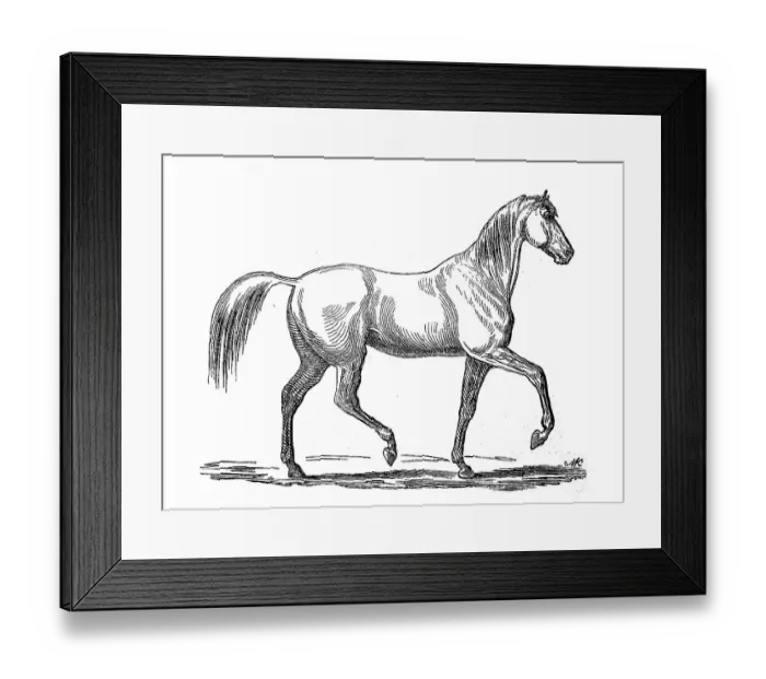 Framed Print : Horse in the pass, Amble, Zeltergang