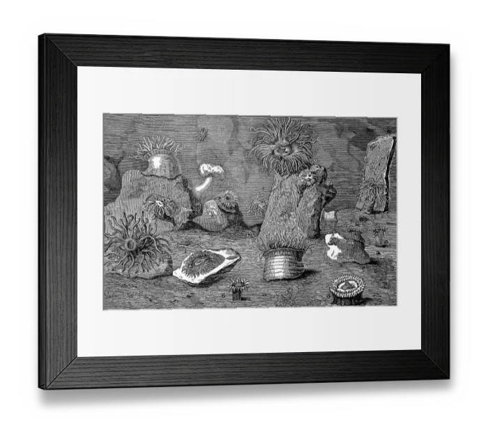 Framed Print : Sea anemones, Actiniaria, also water lilies Framed Print : Sea anemones, Actiniaria, also water lilies