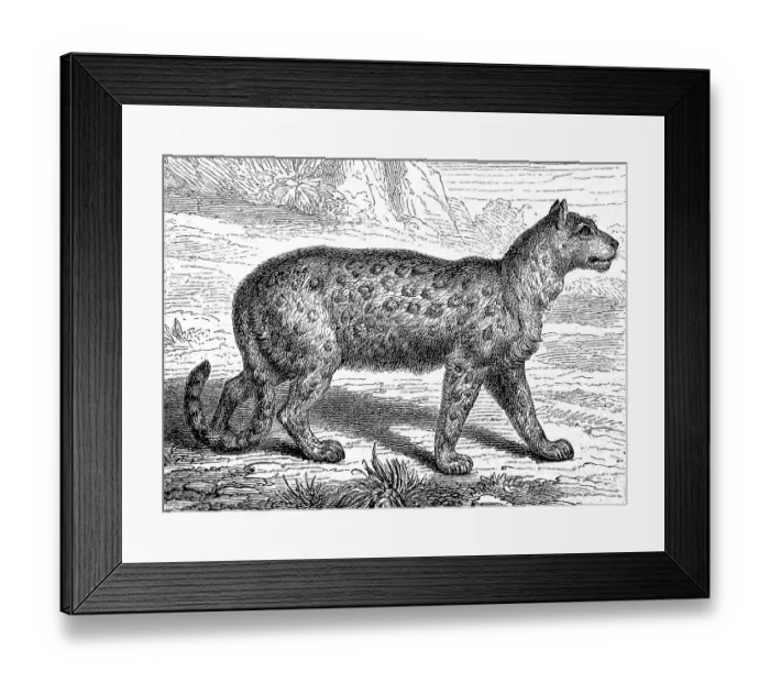 Framed Print : Snow leopard, Irbis or ounce, Panthera uncia Framed Print : Snow leopard, Irbis or ounce, Panthera uncia