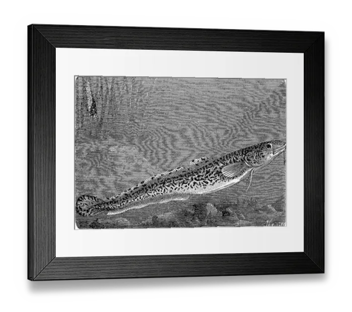 Framed Print : Burbot, burbot caterpillar, Lota lota Framed Print : Burbot, burbot caterpillar, Lota lota