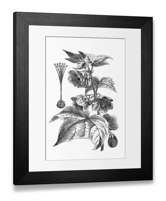 Framed Print : Callianthe darwinii, Abutilon darwinii Framed Print : Callianthe darwinii, Abutilon darwinii