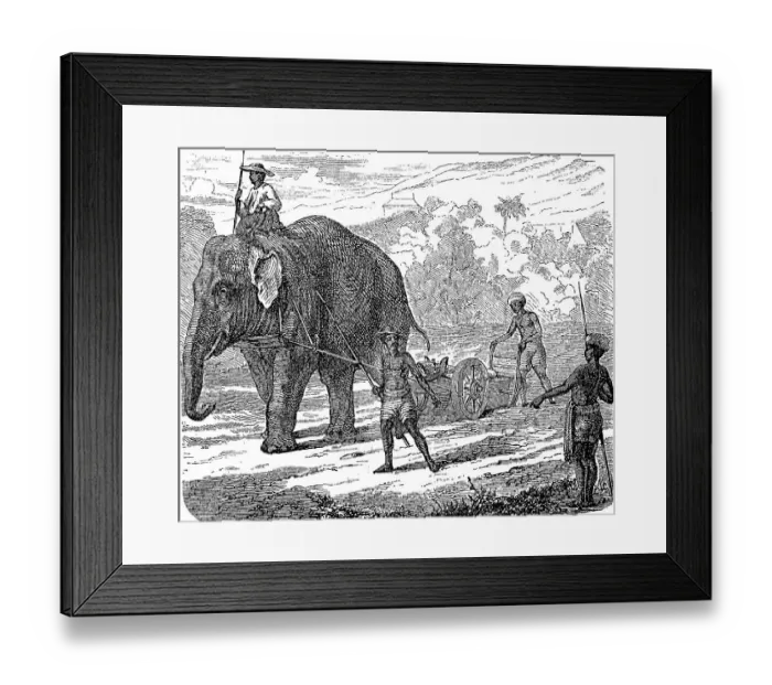 Framed Print : Agriculture, tillage in India, ploughing with an elephant
