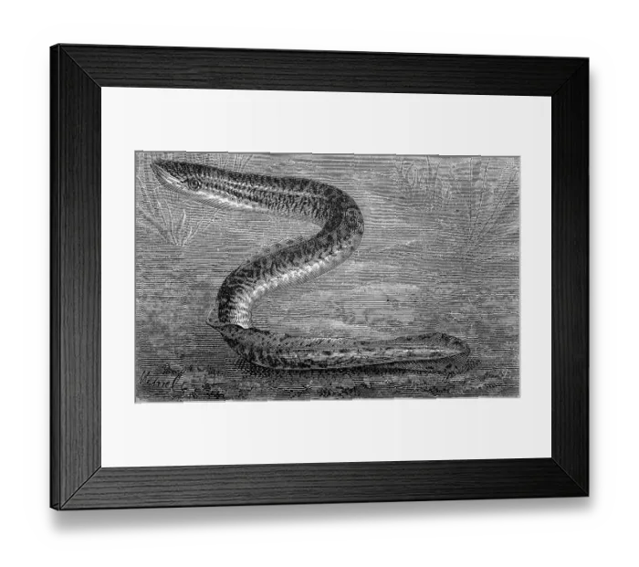 Framed Print : River lamprey, Lampetra fluviatilis Framed Print : River lamprey, Lampetra fluviatilis
