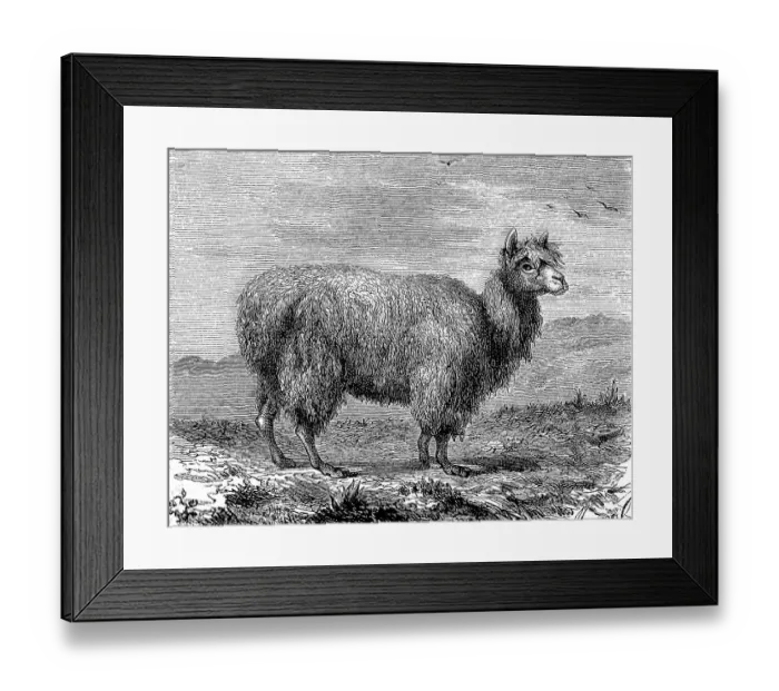 Framed Print : Alpaca, Vicugna pacos, also Pako Framed Print : Alpaca, Vicugna pacos, also Pako