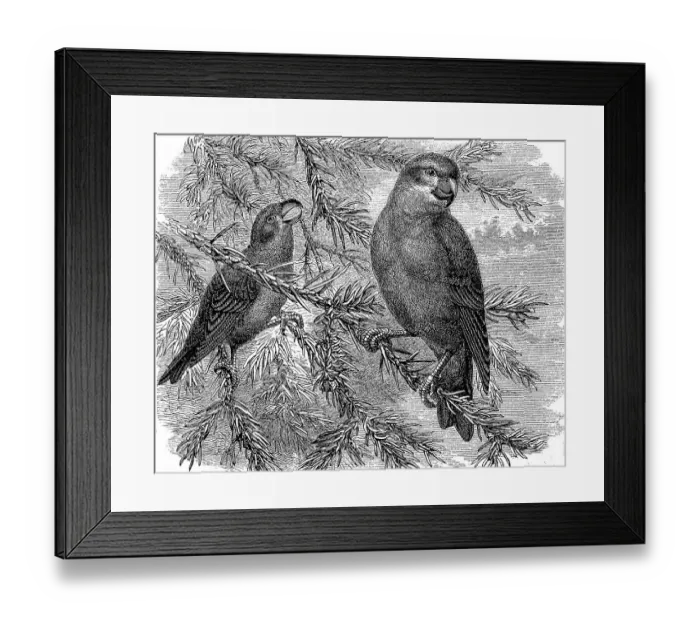 Framed Print : Pine Crossbill, Loxia pytyopsittacus