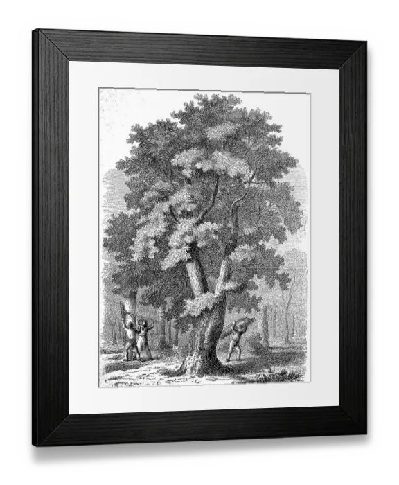 Framed Print : Large cork oak, Quercus suber, and people harvesting the cork bark Framed Print : Large cork oak, Quercus suber, and people harvesting the cork bark