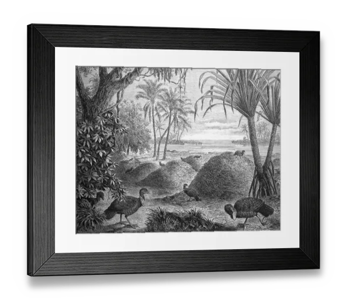 Framed Print : Breeding grounds of the red-billed Talegalla chickens Framed Print : Breeding grounds of the red-billed Talegalla chickens