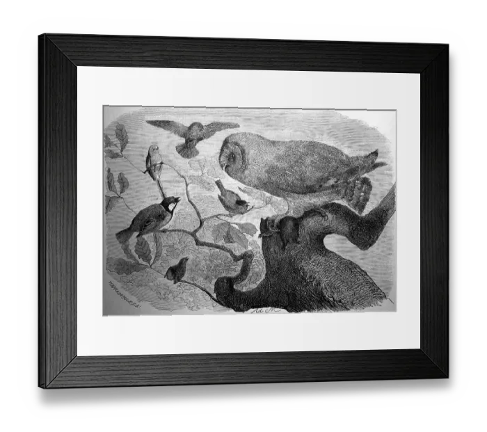 Framed Print : Barn owl, Tyto alba, being attacked by day birds Framed Print : Barn owl, Tyto alba, being attacked by day birds