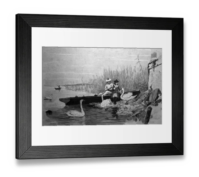 Framed Print : Couple feeding swans after a trip in a rowing boat