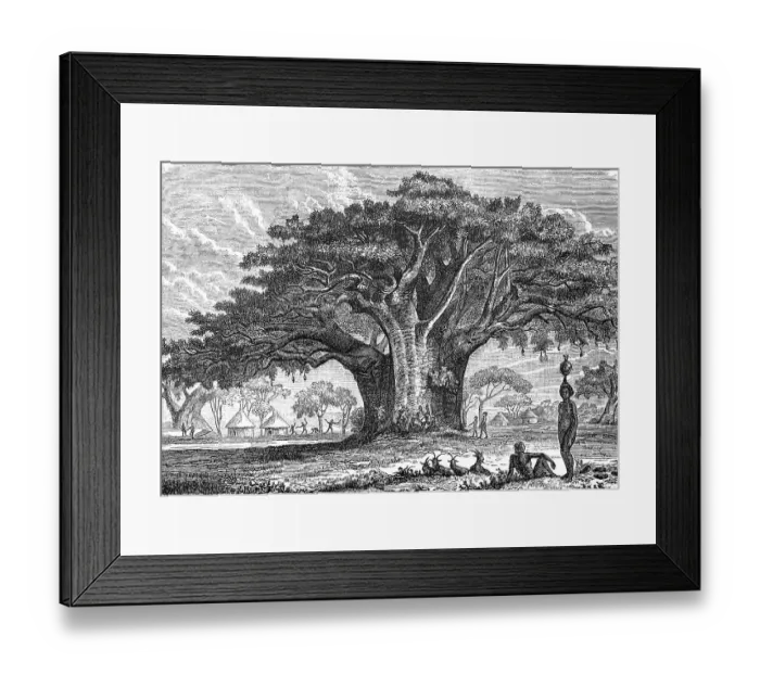 Framed Print : Large African baobab, Adansonia digitata