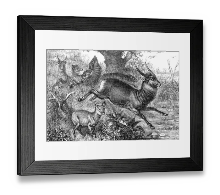 Framed Print : Waterbucks in the veldt of South Africa Framed Print : Waterbucks in the veldt of South Africa