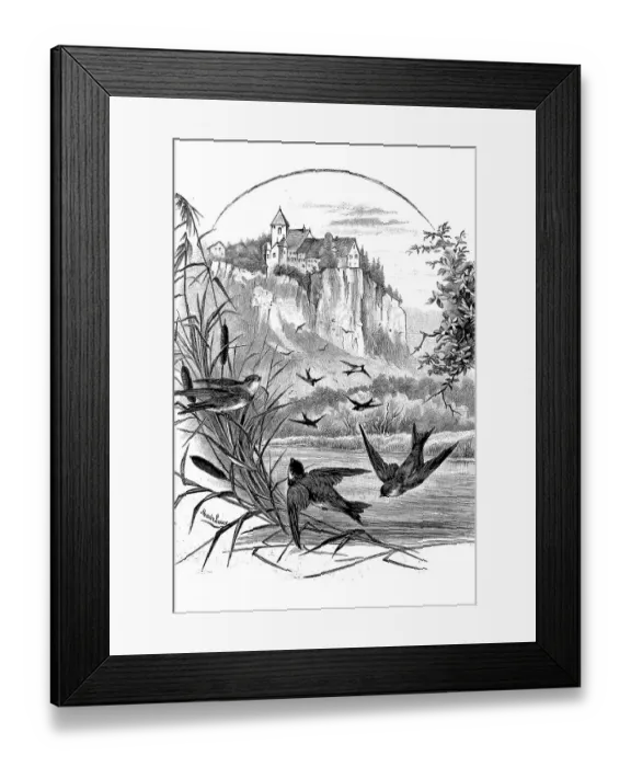 Framed Print : Sand martin, Riparia riparia, also Rhine swallow Framed Print : Sand martin, Riparia riparia, also Rhine swallow