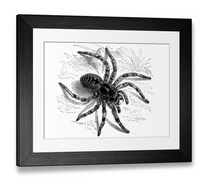 Framed Print : Lycosa tarantula, Lycosa tarantula, syn Framed Print : Lycosa tarantula, Lycosa tarantula, syn
