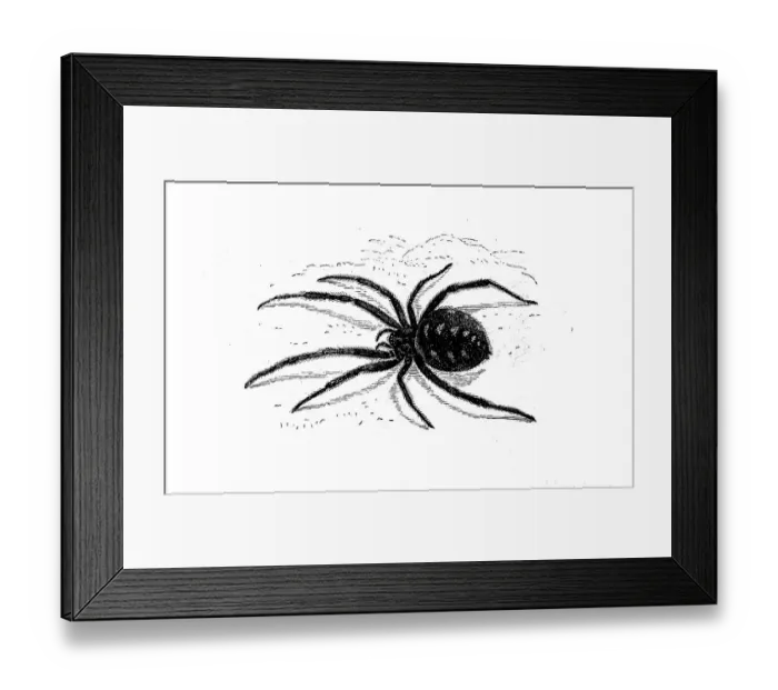 Framed Print : European or Mediterranean black widow