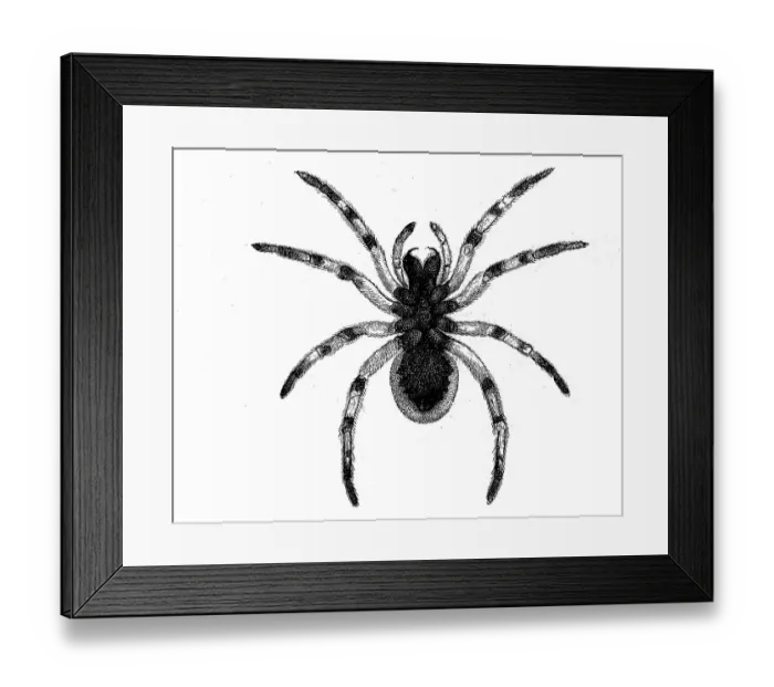 Framed Print : Hogna radiata, web spider from the wolf spider family