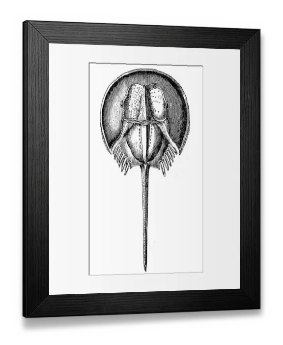 Framed Print : Arrow-tailed crabs, Limulidae, also known as Moluccan crabs